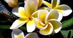 I Love These Frangipani Birthday Card Online Flowers