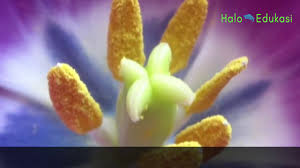 Dari kedua ciri tersebut muncullah nama anthophyta (tumbuhan bunga) dan angiospermae bunga juga dapat dianggap sebagai organ untuk bertahan pada kondisi kurang menguntungkan bagi. 10 Bagian Bagian Bunga Paling Lengkap Beserta Fungsinya Dosenbiologi Com