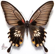 And here it is, the transformation of papilio memnon (great mormon) caterpillar into a butterfly (female), in timelapse. Moth Papilio Memnon Female Dark Form Unmounted Butterfly Collectibles