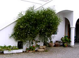 Image result for Jasminum breviflorum