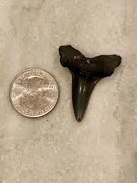 ID help?! Found in Charleston, SC