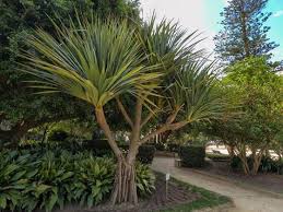 Image result for Pandanus utilis