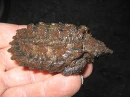 Information About Snapping Turtles