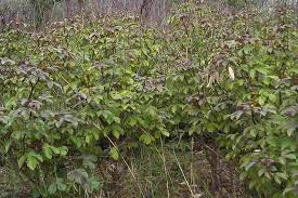 Image result for Jatropha gossypiifolia