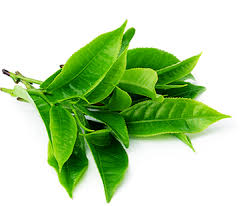 Trà xanh được biết tới nhiều tác dụng tốt cho sức khỏe. La Tra Xanh DÆ°á»£c Liá»‡u Tá»'t Cho Sá»©c Khá»e Sáº¯c Ä'áº¹p Tim Máº¡ch