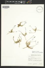 Image result for Wahlenbergia ericoidella