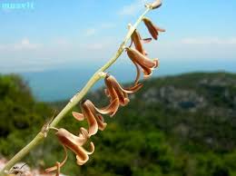 Image result for Dipcadi platyphyllum