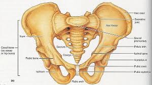 Sebagai bagian dari rongga dada, tulang rusuk melindungi organ. Tulang Penyusun Rangka Tubuh Manusia Biologi Kelas 8