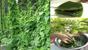 Image result for Tiliacora