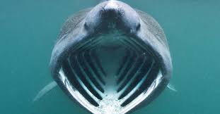 We did not find results for: Cruise Ship Passengers Spot Giant Shark And It S Seriously Terrifying