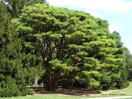 Image result for Hunteria densiflora