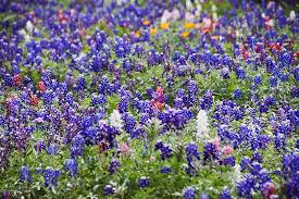 Maybe you would like to learn more about one of these? Austin Com Austin Flowers 10 Beautiful Texas Blooms You Definitely Need To Know