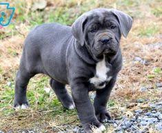 In this article, you will learn about the behavior changes of cane corso puppies in each stage of their development period. 7 Buy A Dog Ideas Buy A Dog Cane Corso Puppies Cane Corso