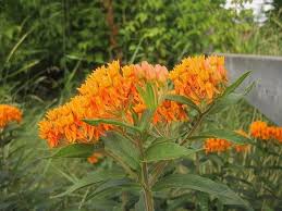 Asclepias Tuberosa Butterfly Milkweed Papilia Asklepiado Asclepias Tuberosa Asclepias Milkweed