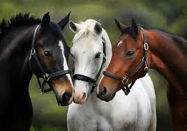 Black White And Brown Horses Beautiful Horses Horses Pretty Horses Beautiful Horses