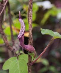 Image result for Aristolochiaceae