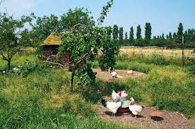 Hühner können auch im eigenen garten gehalten werden [foto: Huhner Im Eigenen Garten Halten So Geht S