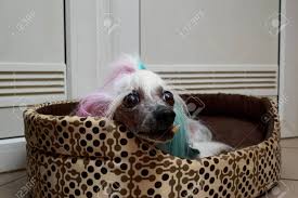 Feb 13, 2021 · dog is the 1970 chinese zodiac sign, and according to chinese five elements, metal is the element for the year 1970. Old Dog Of The Chinese Crested Breed Is Lying In A Soft Lounger Banque D Images Et Photos Libres De Droits Image 120032041