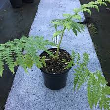 Image result for Cyphia erecta