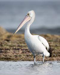 The habitats that can support them include large lakes, reservoirs, billabongs and rivers, as well as estuaries, swamps, temporarily flooded areas in arid zones, drainage channels in farmland, salt evaporation ponds and coastal lagoons. Australian Pelican Wikipedia