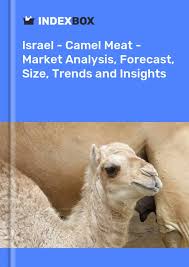 Camel Rides In Israel