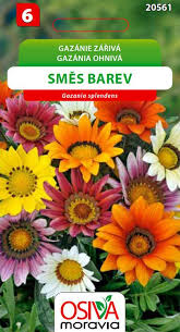 Image result for foto Gazánie