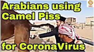 Camel milk is unique in its potential ability to help with allergies and autism, to mitigate autoimmune disease and diabetes and for heart and immune health. Arabians Drinking Fresh Camel Piss With Cow Milk For Curing From Coronavirus Virus Outbreak Muslim Youtube