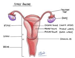 Disordered Proliferative Endometrium Mypathologyreport Ca