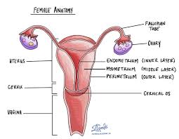 Excessive menstrual cramps and pain in the lower back or abdomen, excessive pain during intercourse, heavy menstrual flow, infertility. Endometrial Hyperplasia Without Atypia Mypathologyreport Ca