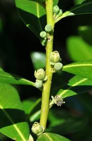 Image result for Faroa salutaris