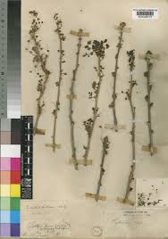 Image result for Phyllanthus pinnatus