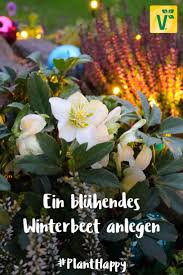 Ein Bluhendes Herbstbeet Bzw Winterbeet Anlegen Wie Das Geht Erfahrst Du Jetzt Auf Unserem Garten Blog Plant Happ Winter Blumen Herbstgarten Herbstblumen