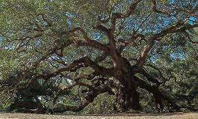 We did not find results for: 13 Types Of Oak Trees In South Carolina Progardentips