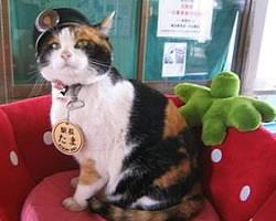 たま駅長の画像
