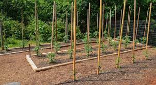 Training tomato plants to grow vertically saves space in the garden. How To Build Strong Tomato Stakes