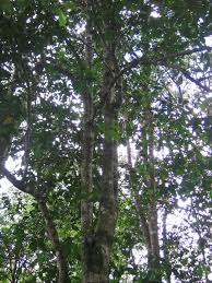 Image result for isolona