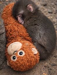 Image result for Macaria fusca