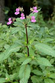Want to discover art related to springkraut? Drusiges Springkraut Faunistisch Floristisches Informationsportal Saar Mosel