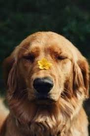 pin on darlin dawgs presh pups crazy canines