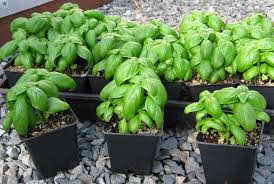 Mamá ya sé cocinar | blog de cocina y recetas buenísimas. Huerto Urbano Albahaca En Tu Cocina