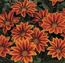 Image result for Geigeria africana