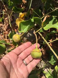 Image result for Thespesia populnea