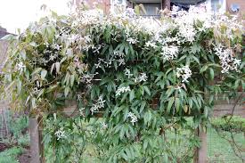 Maybe you would like to learn more about one of these? Clematis Armandii Landscape Architect S Pages