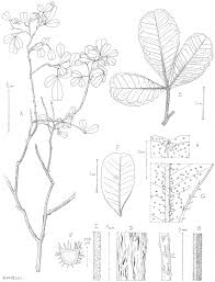 Image result for Rhipidoglossum eggelingii