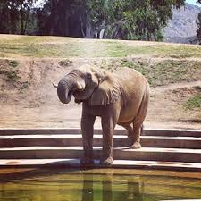 Elephant Cam San Diego Zoo Safari Park Elephant Live Animals