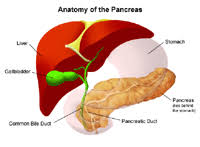 Image result for pancreas)