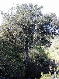 Image result for Pouteria pseudoracemosa