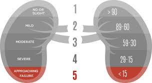 The Kidney Failure Risk Equation