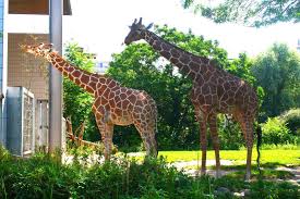 Find all the transport options for your trip from zoologischer garten to berlin brandenburg apt airport (ber) right here. Zum Jubilaum In Den Zoologischen Garten Zoologischer Garten Garten Jubilaum