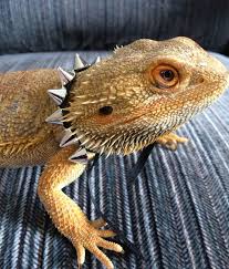 Baby Black Bearded Dragon For Sale Silver Spike Collars In Two Sizes For Bearded Dragons Baby Bearded Dragon Bearded Dragon Cage Bearded Dragon Cute